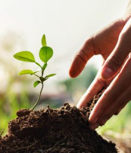 Hand adding soil to support a young plant